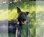 Small #6 Labrador Retriever Mix