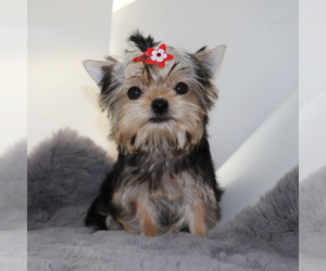 Yorkshire Terrier Puppy for sale in LOS ANGELES, CA, USA