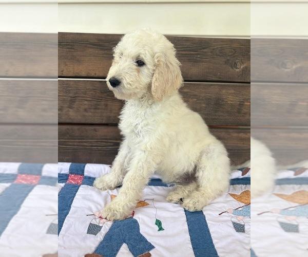 Medium Photo #1 Goldendoodle mix (+ Poodle Standard) Puppy For Sale in MAYNARDVILLE, TN, USA