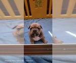 Small Photo #16 French Bulldog-Olde English Bulldogge Mix Puppy For Sale in WAYNE, MI, USA