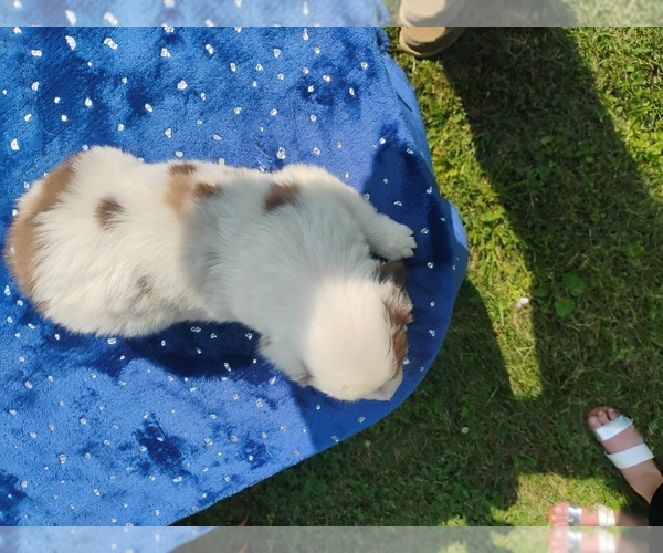 Medium Photo #4 Miniature American Shepherd Puppy For Sale in MONTGOMERY CITY, MO, USA