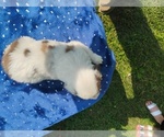 Small #3 Miniature American Shepherd