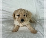 Puppy Milo Goldendoodle
