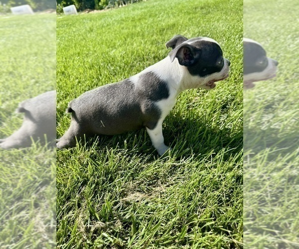 Medium Photo #3 Boston Terrier Puppy For Sale in BREMEN, IN, USA