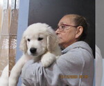 Small Photo #10 English Cream Golden Retriever Puppy For Sale in NORTHWOOD, OH, USA