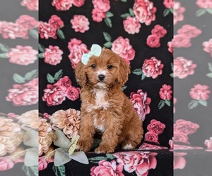 Cavapoo Puppy for sale in OXFORD, PA, USA