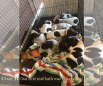 Small Photo #3 German Shorthaired Pointer Puppy For Sale in MARANA, AZ, USA