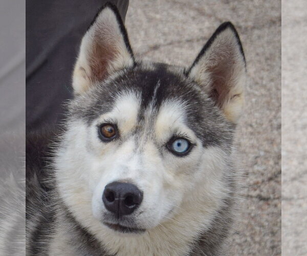 Medium Photo #4 Siberian Husky Puppy For Sale in Huntley, IL, USA
