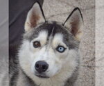 Small #3 Siberian Husky