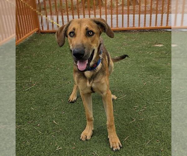 Medium Photo #2 German Shepherd Dog-Unknown Mix Puppy For Sale in Las Vegas, NV, USA