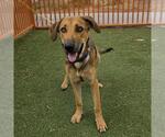 Small #1 German Shepherd Dog Mix