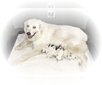 Small Photo #21 Great Pyrenees Puppy For Sale in HILLSVILLE, VA, USA
