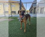 Small Black Mouth Cur