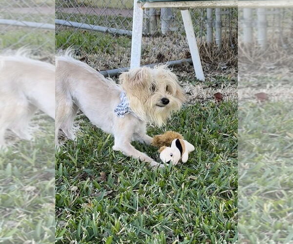 Medium Photo #4 Maltese-Unknown Mix Puppy For Sale in San Leon, TX, USA