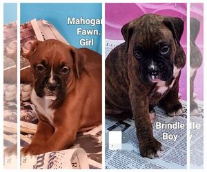 Boxer Puppy for sale in BERNARD, IA, USA