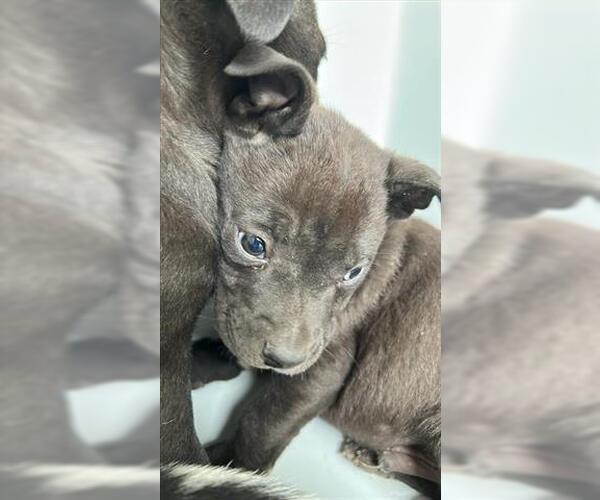 Medium Photo #1 Shepradors Puppy For Sale in Houston, TX, USA