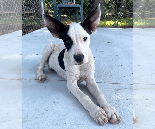 Medium Photo #24 Bullypit Puppy For Sale in Oakhurst, NJ, USA
