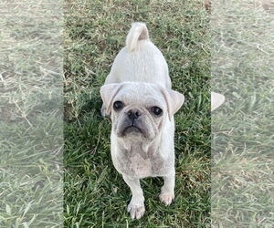 Pug Dogs for adoption in Hesperia, CA, USA