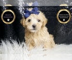 Small #5 Maltipoo
