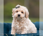 Puppy Oakley Maltipoo (Miniature)