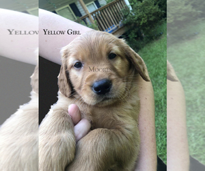 Golden Retriever Puppy for Sale in BOWDON, Georgia USA