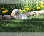 Small #7 Bichon Frise