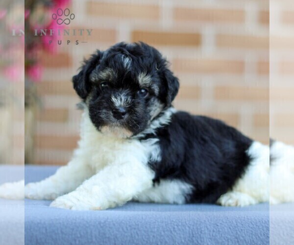 Medium Photo #4 Havanese Puppy For Sale in NEWMANSTOWN, PA, USA
