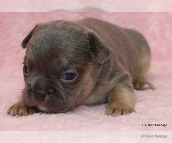 Medium Photo #11 French Bulldog Puppy For Sale in WINNSBORO, TX, USA