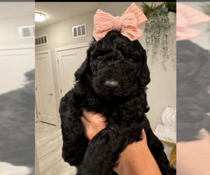 Goldendoodle Puppy for Sale in ORLANDO, Florida USA