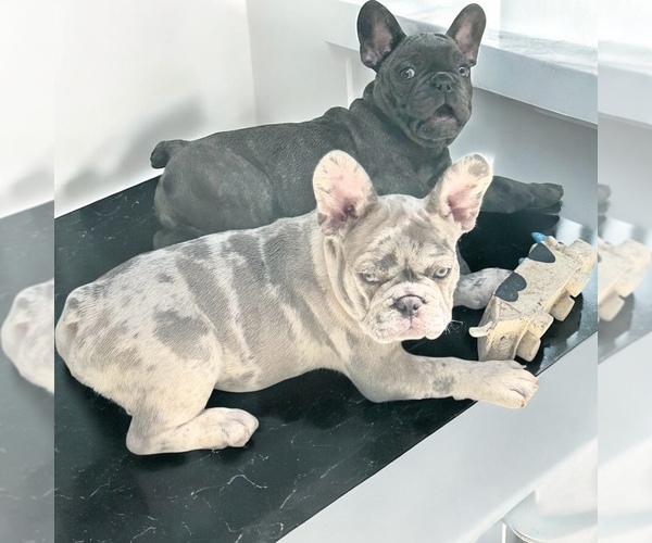 Medium Photo #5 French Bulldog Puppy For Sale in PHILADELPHIA, PA, USA