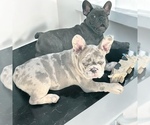 Small #4 French Bulldog