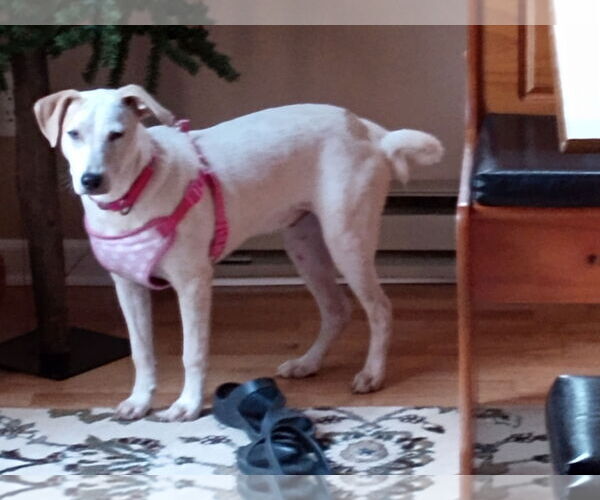 Medium Photo #9 Jack Russell Terrier-Unknown Mix Puppy For Sale in Princeton, MN, USA