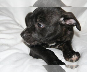 Summer - Brynns litter - Female American Staffordshire Terrier-Unknown Mix Dog for Adoption - Photo #8