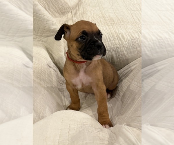 Medium Photo #3 Boxer Puppy For Sale in BRUSH CREEK, TN, USA