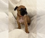Small #2 Boxer
