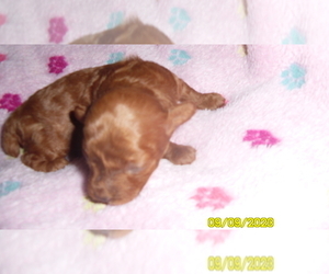 Poodle (Toy) Puppy for sale in DULUTH, GA, USA