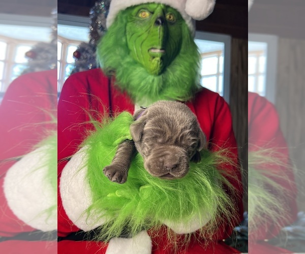 Medium Photo #2 Labrador Retriever Puppy For Sale in NEOLA, WV, USA