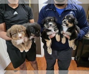 Australian Shepherd Puppy for Sale in PRINCETON, Indiana USA