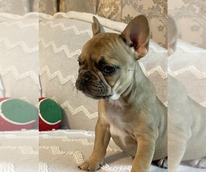 French Bulldog Puppy for sale in JACKSONVILLE, FL, USA