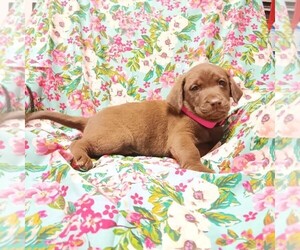 Medium Labrador Retriever