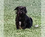 Small Shih Tzu Mix