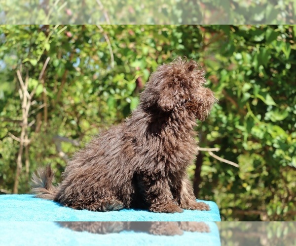 Medium Photo #7 ShihPoo Puppy For Sale in DYERSBURG, TN, USA