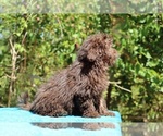 Small #6 ShihPoo