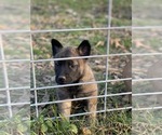 Small Photo #6 Belgian Malinois Puppy For Sale in HAMPSHIRE, TN, USA