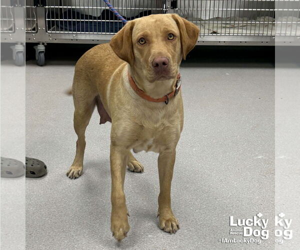 Medium Photo #2 Labrador Retriever-Retriever  Mix Puppy For Sale in Washington, DC, USA