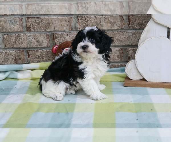 Medium Photo #8 Havapoo Puppy For Sale in GUTHRIE, KY, USA