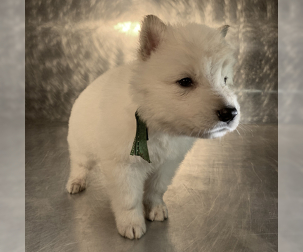 Medium Photo #54 German Shepherd Dog Puppy For Sale in WASHINGTON, NJ, USA
