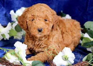 Goldendoodle (Miniature) Puppy for sale in MOUNT JOY, PA, USA