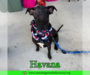 Labrador Retriever-Unknown Mix Dogs for adoption in Pensacola, FL, USA