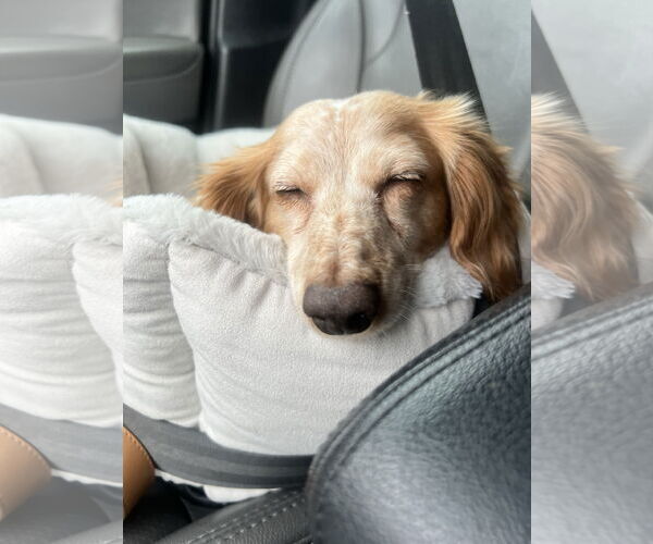 Medium Photo #4 Dachshund Puppy For Sale in Fruitland, SC, USA